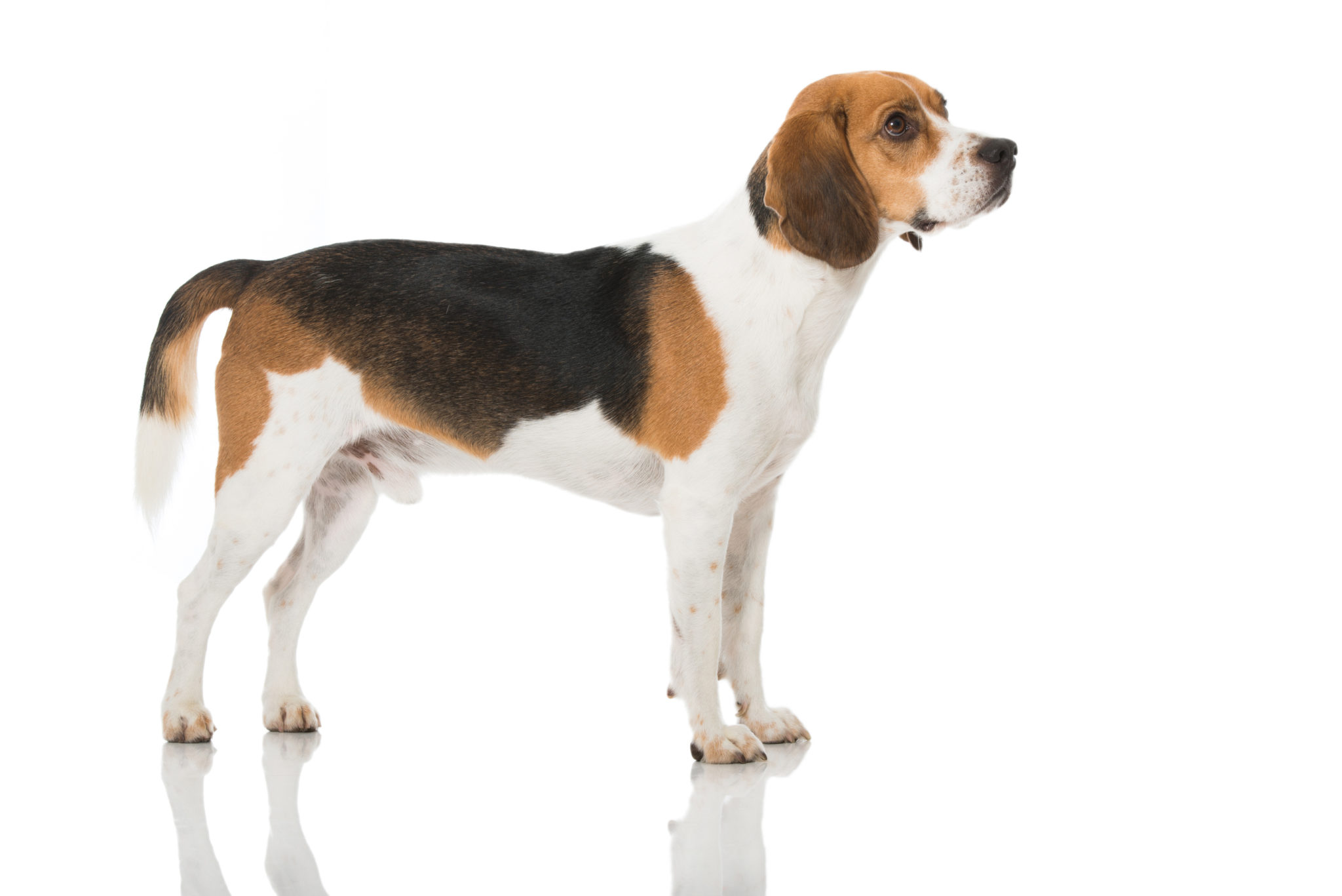 sirene biologie Aquarium Beagle - Leer meer over dit middelgrote hondenras | zooplus