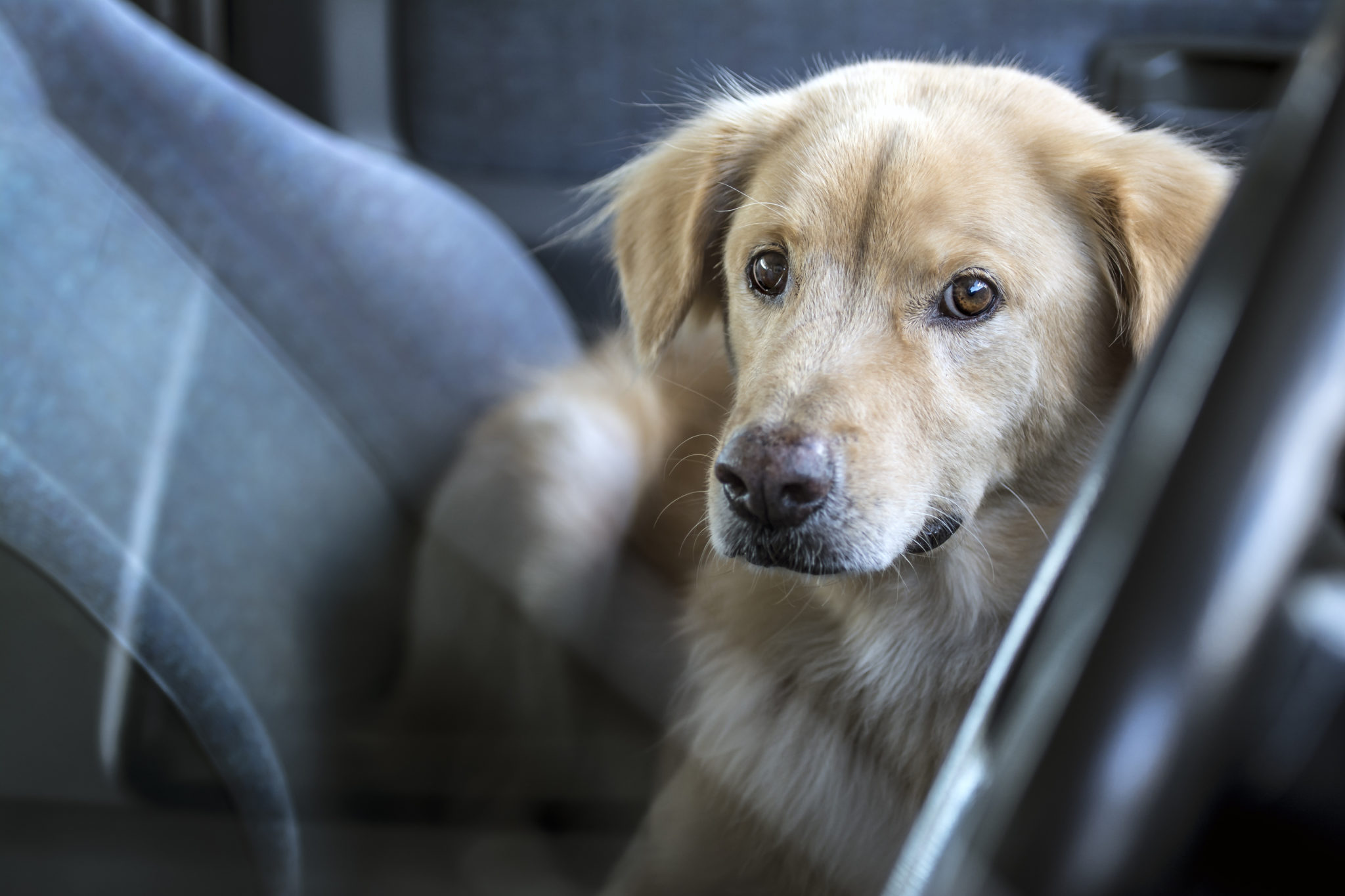 stijl Blootstellen Sympathiek Hond in de auto: hoe kun je de hond veilig meenemen? | zooplus