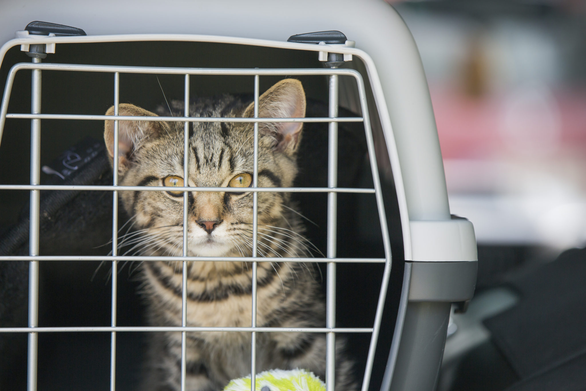 Autorijden met de kat Hoe zorg je voor een veilige en ontspannen rit?