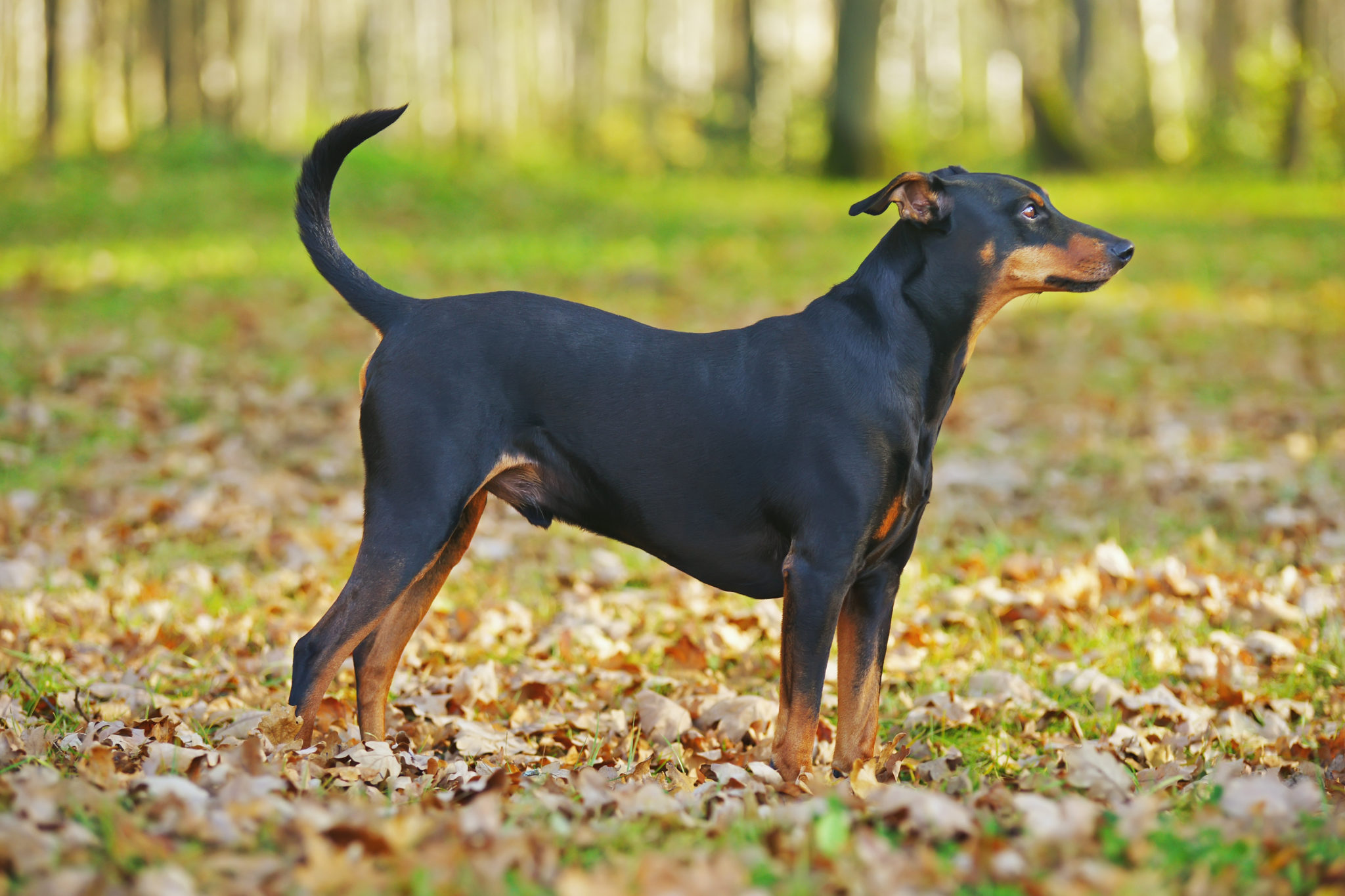 Pinscher puppies deals