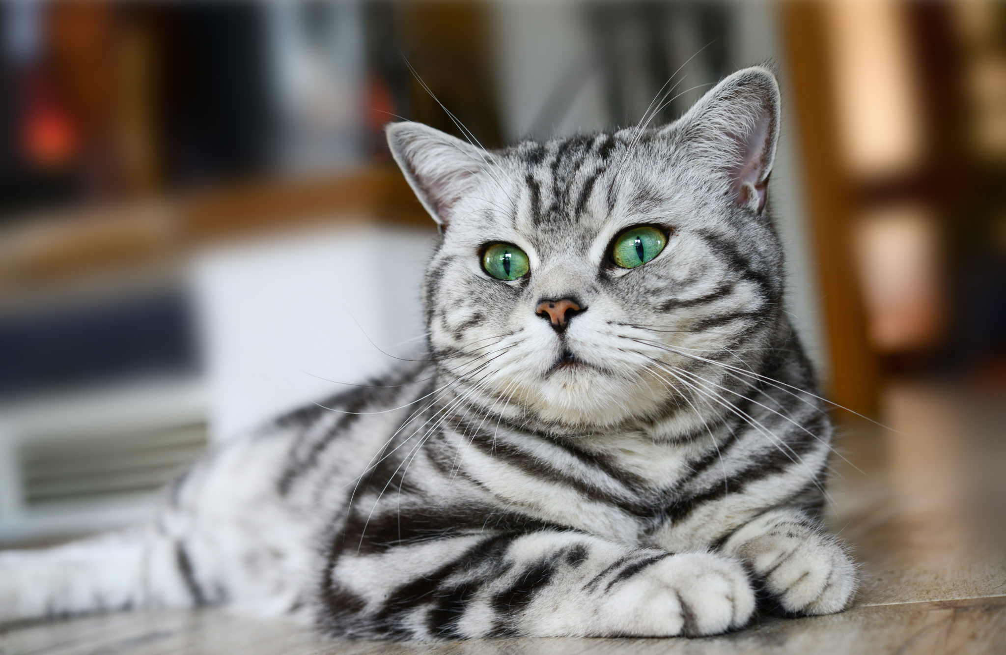Ontcijferen contact vacht Brits Korthaar - Lees meer over dit kattenras | zooplus