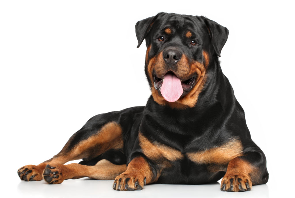 Rottweiler Leer Meer Over Dit Grote Hondenras Zooplus