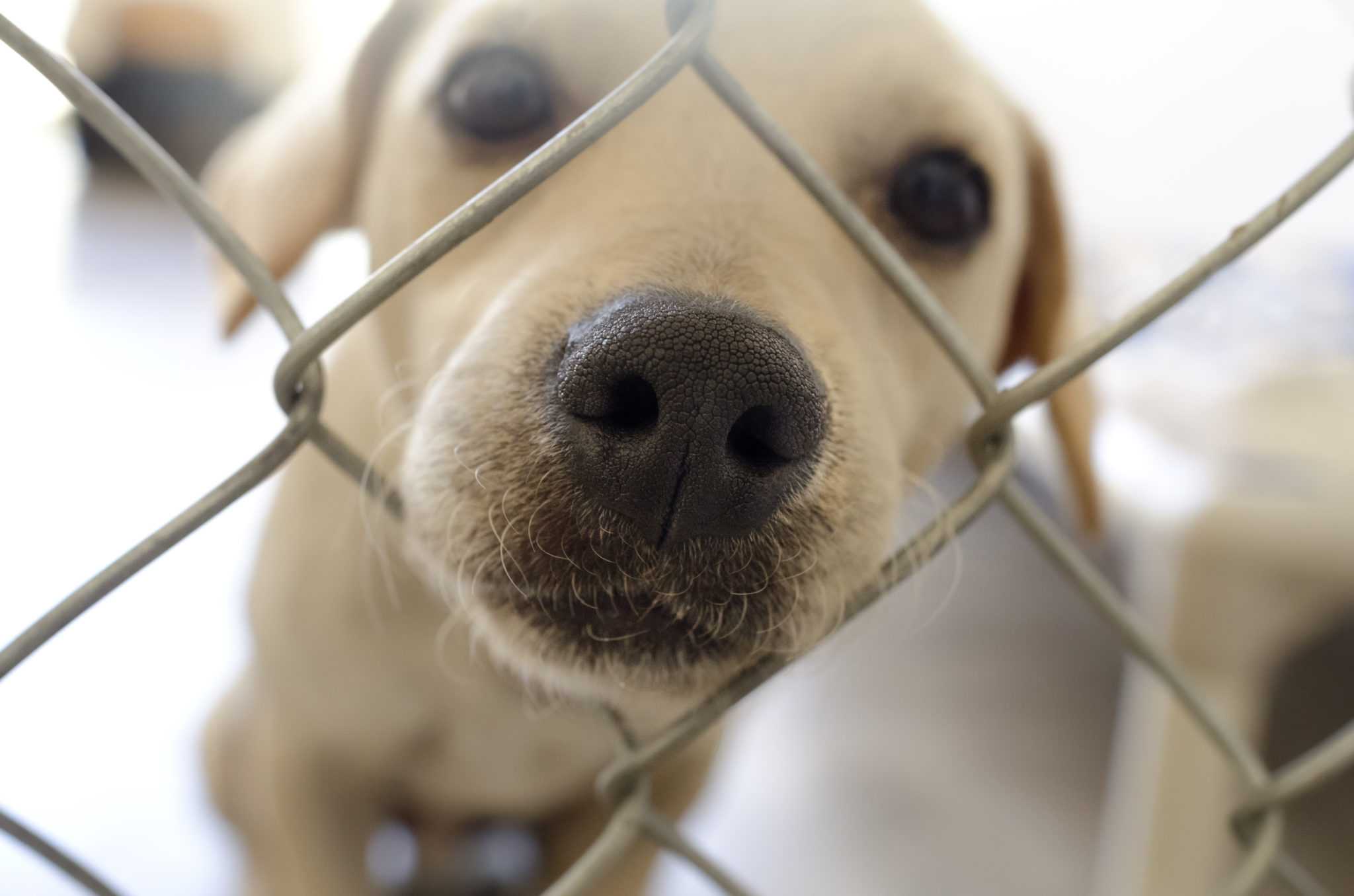Ongeëvenaard Scheiden Het begin Een hond adopteren - Hond van de fokker of uit het asiel? | zooplus