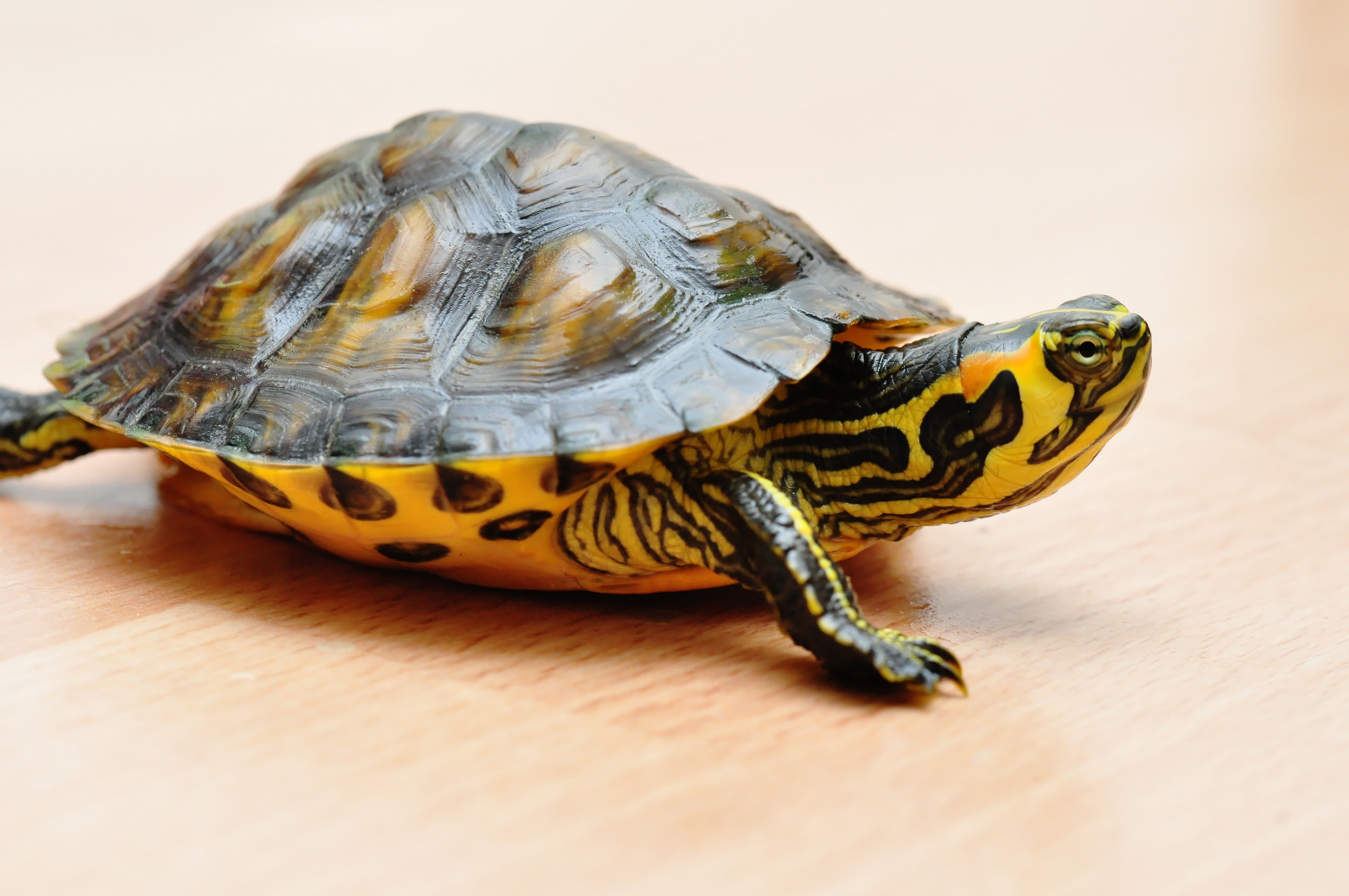 Schurend Viva Vervuild Schildpad - Alle informatie over schildpadden | zooplus