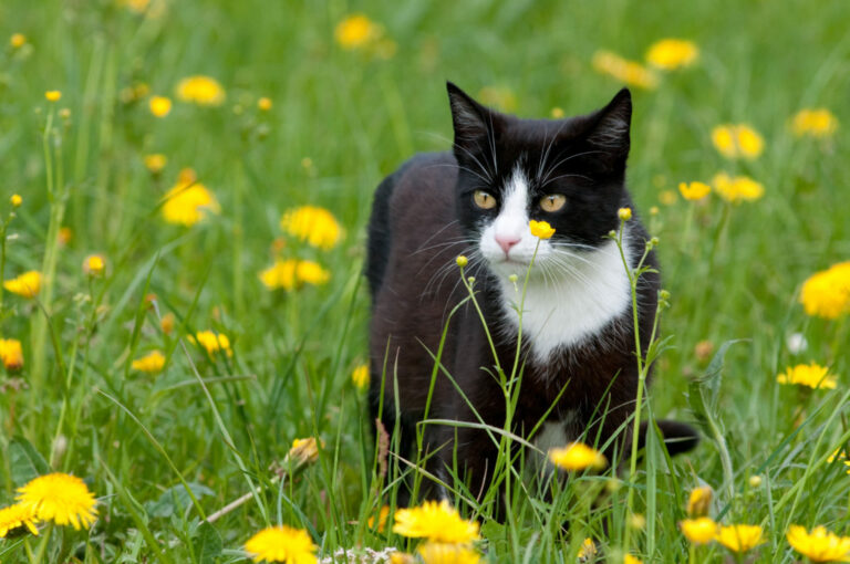 elf Gebakjes hypothese Vlooien en teken bij katten: hoe te voorkomen en verwijderen? | zooplus