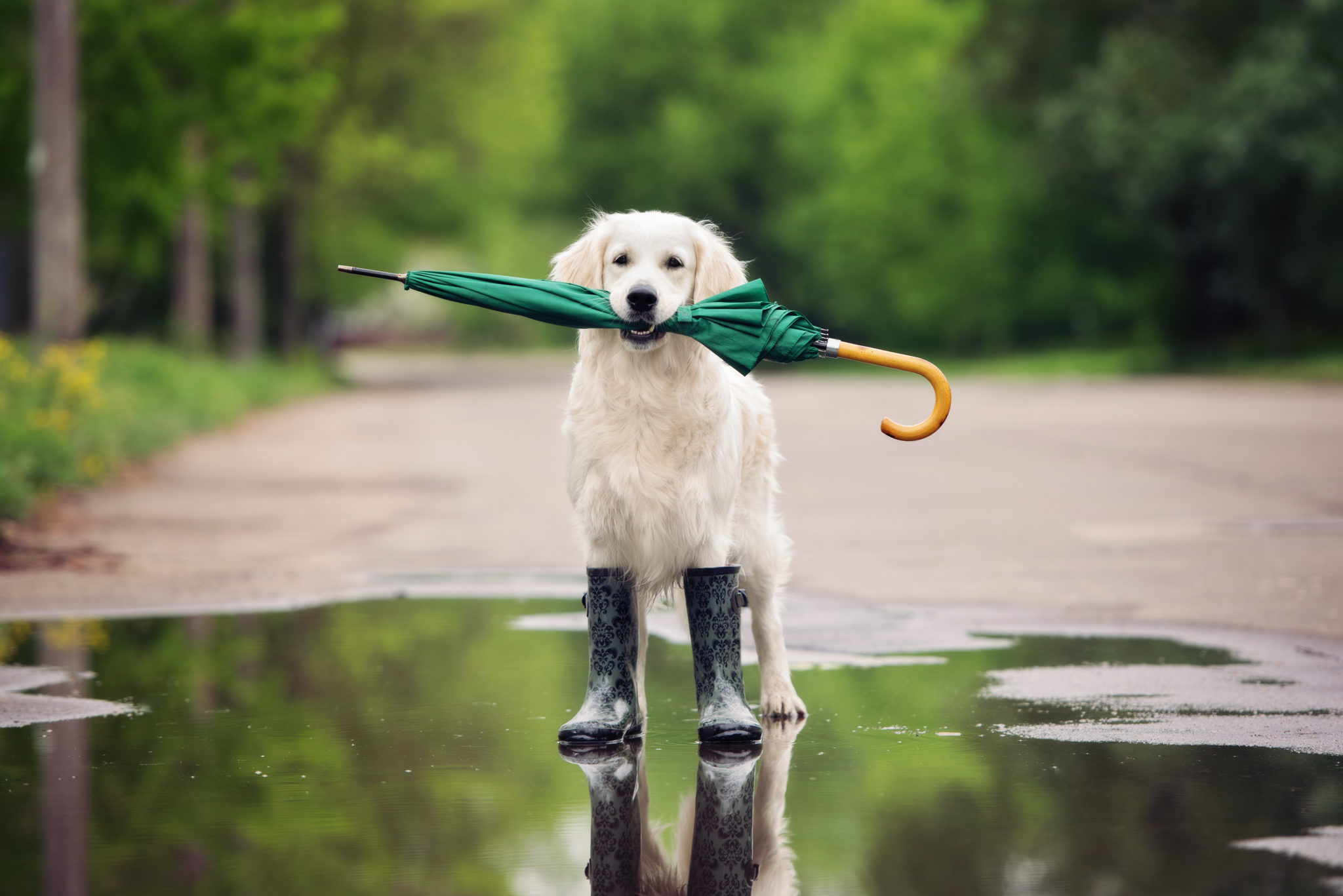 Actief Hoes Groet Hondenschoenen - Ontdek het praktisch nut ervan | zooplus