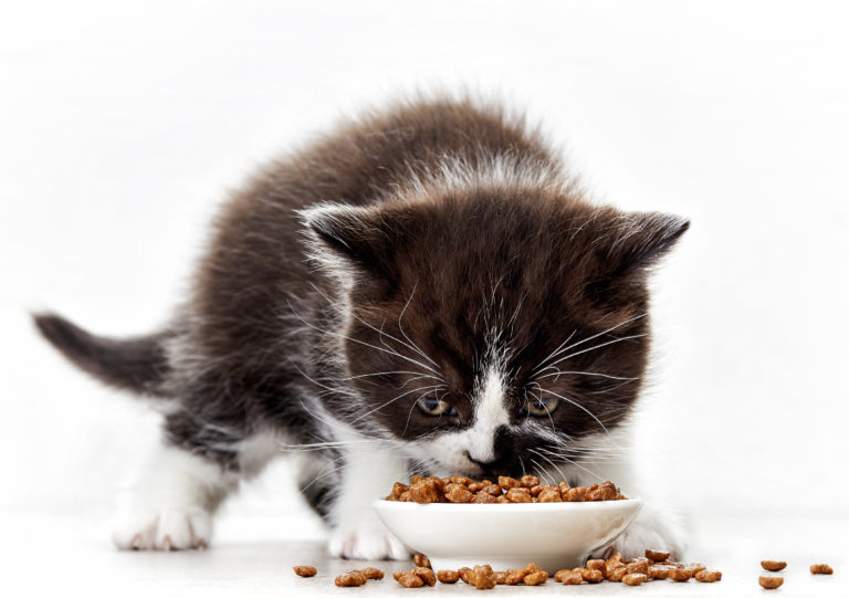 oriëntatie adverteren Brood kattenvoer voor een kitten, wat is het juiste voer? Lees het hier! | zooplus