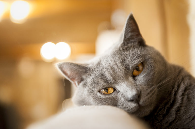 Chartreux Chartreux Breed
