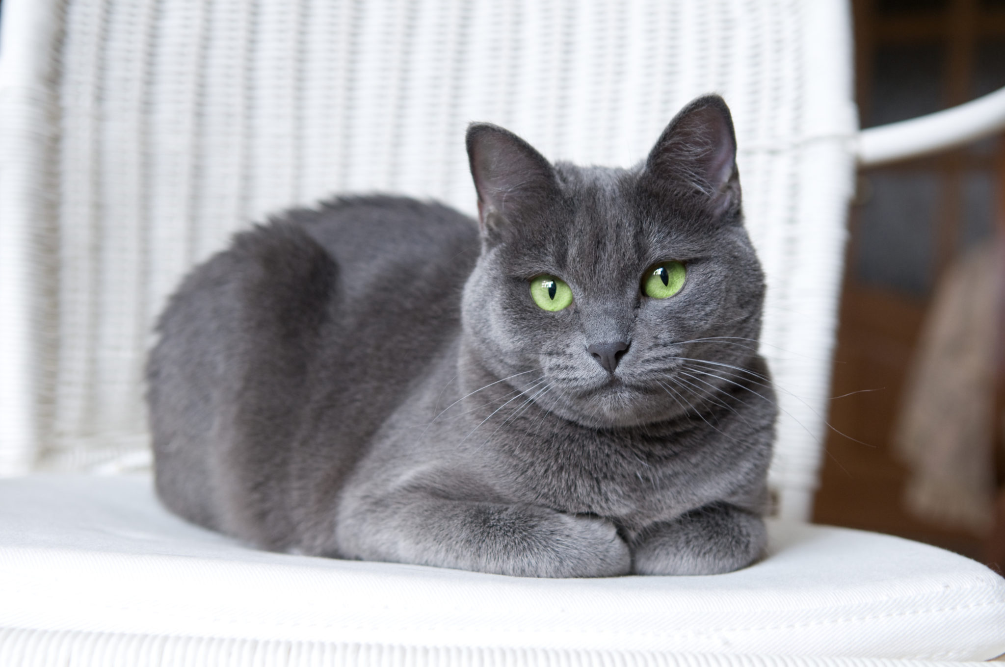 Beeldhouwer transactie Acht Blauwe Rus - Leer meer over dit mooie kattenras | zooplus