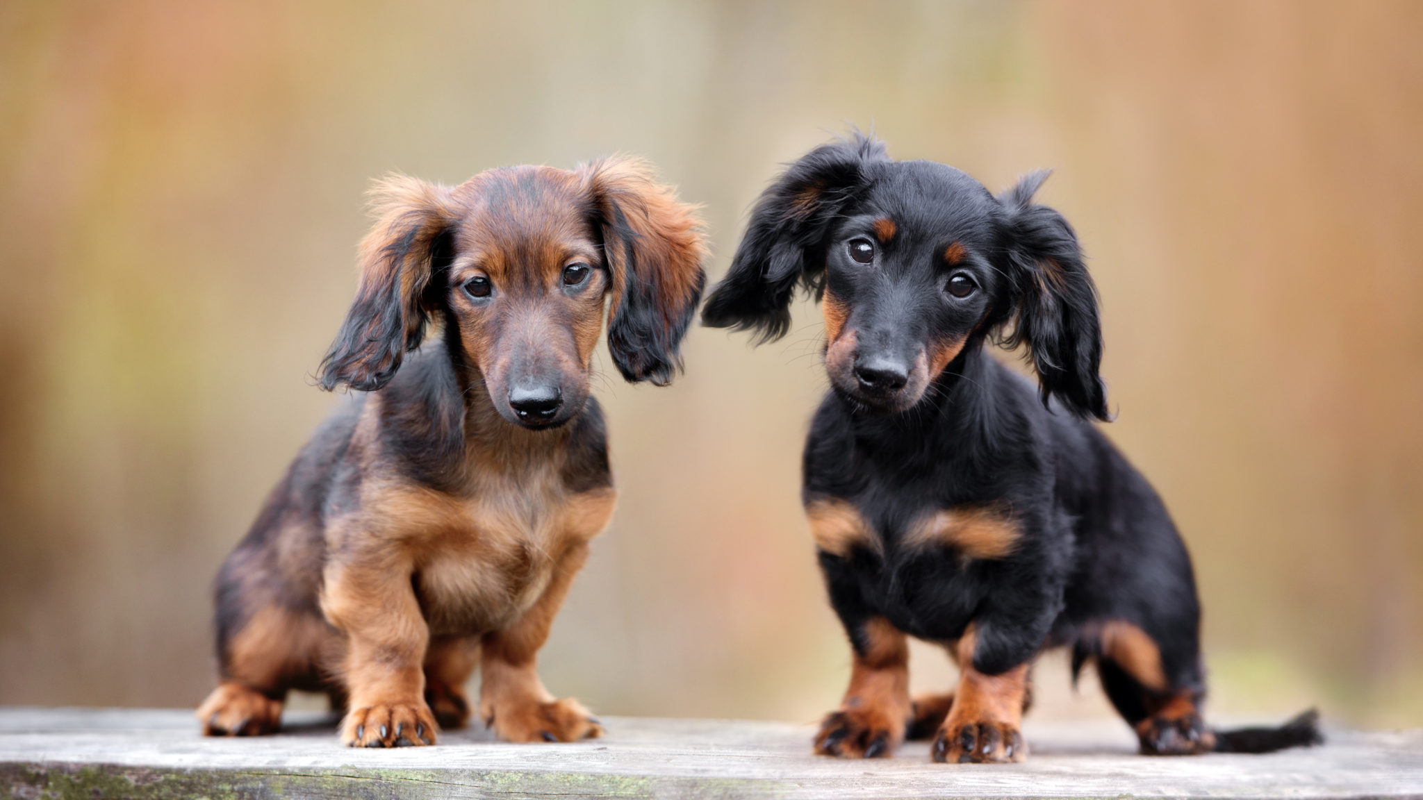 benzine oor Theoretisch Teckel - Kom meer te weten over dit populaire, kleine hondenras | zooplus