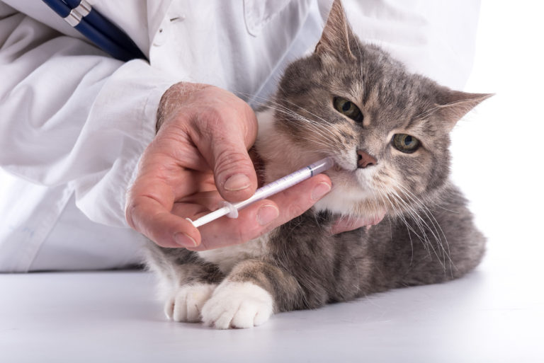 Wormen bij katten: symptomen, diagnose en | zooplus
