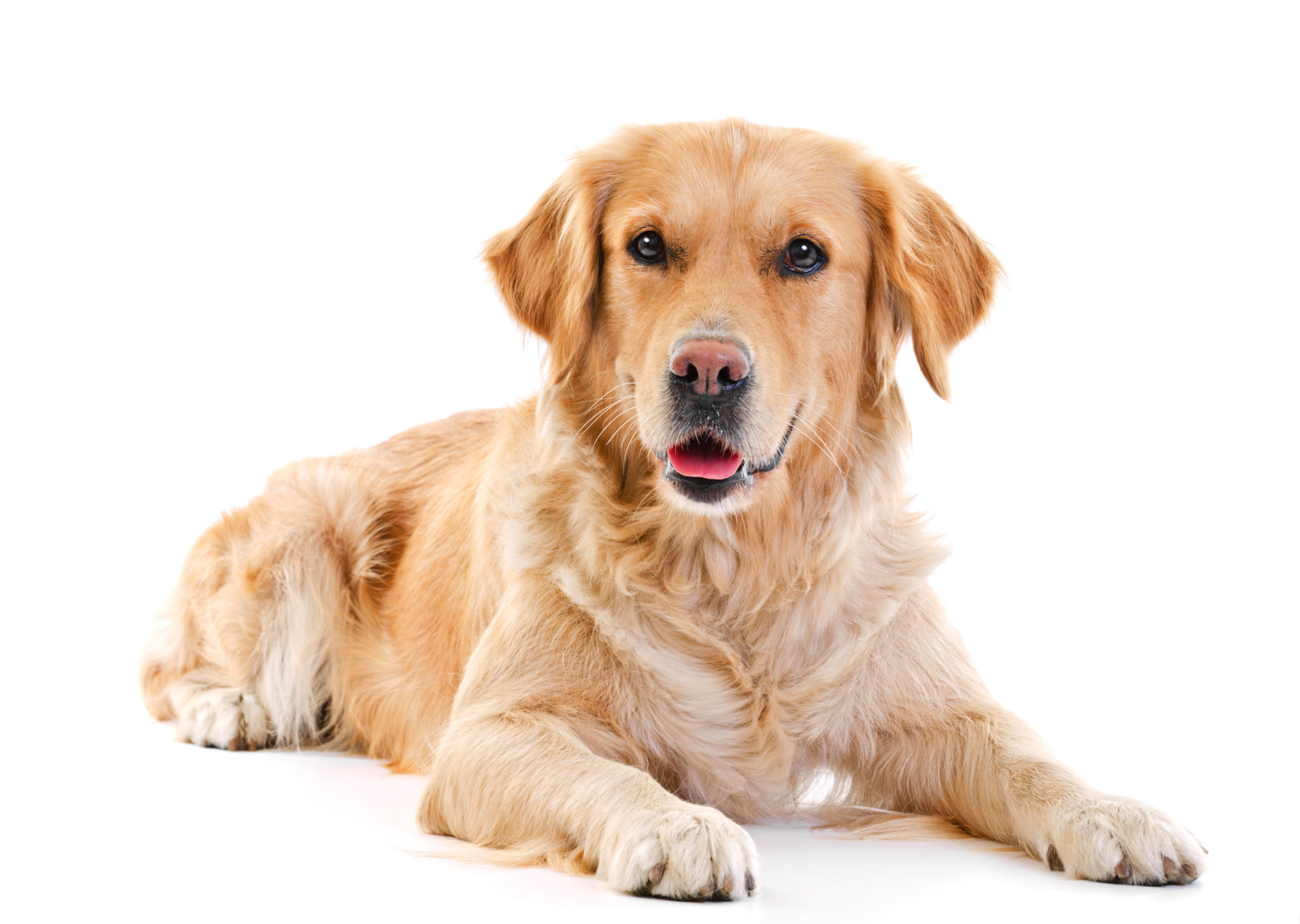 Anesthesie Reiziger zwaar Golden Retriever - Vriendelijke en ideale familiehond | zooplus