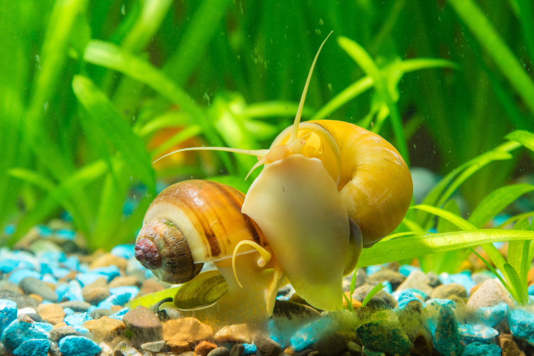 Saga breuk Harden Appelslakken - Kom meer te weten over deze aquariabewoners | zooplus
