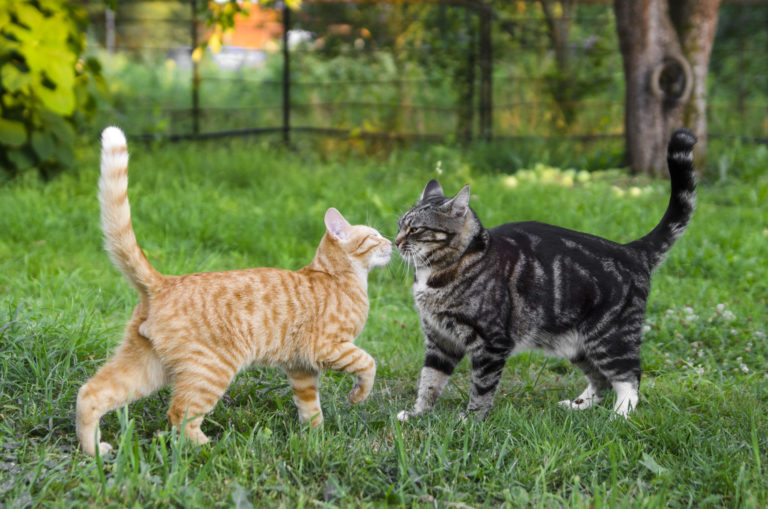 Katten of kittens bij elkaar zetten Tips een bewoner | zooplus