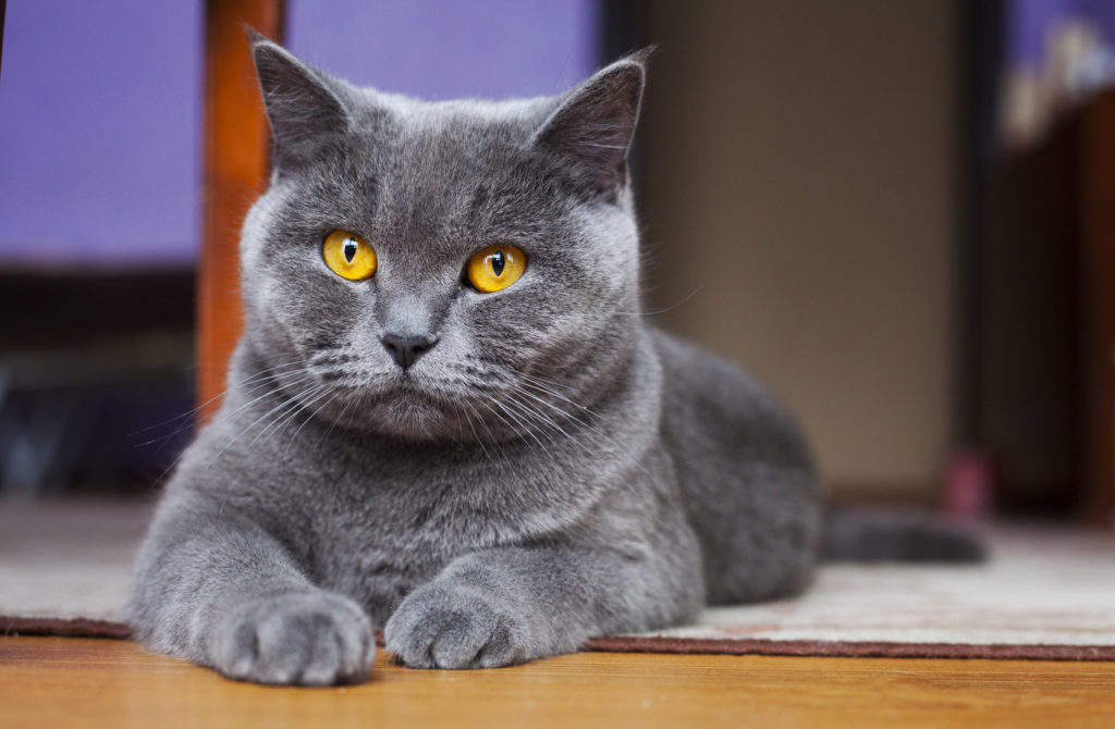 Ontcijferen contact vacht Brits Korthaar - Lees meer over dit kattenras | zooplus
