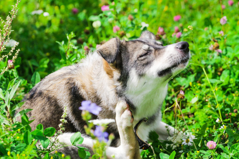 combineren Perioperatieve periode Gestaag Vlooien bij honden: hoe kan ik dit voorkomen en bestrijden? | zooplus