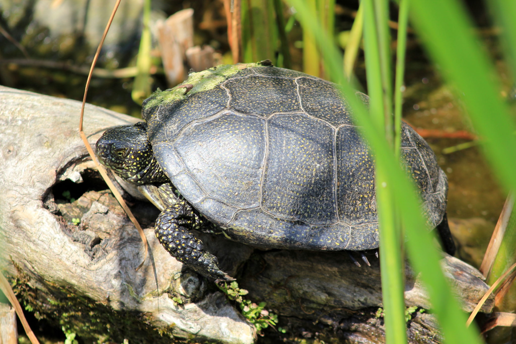 Minder dan Bedreven Voorvoegsel Water- en moerasschildpadden - Ontdek deze dieren | zooplus