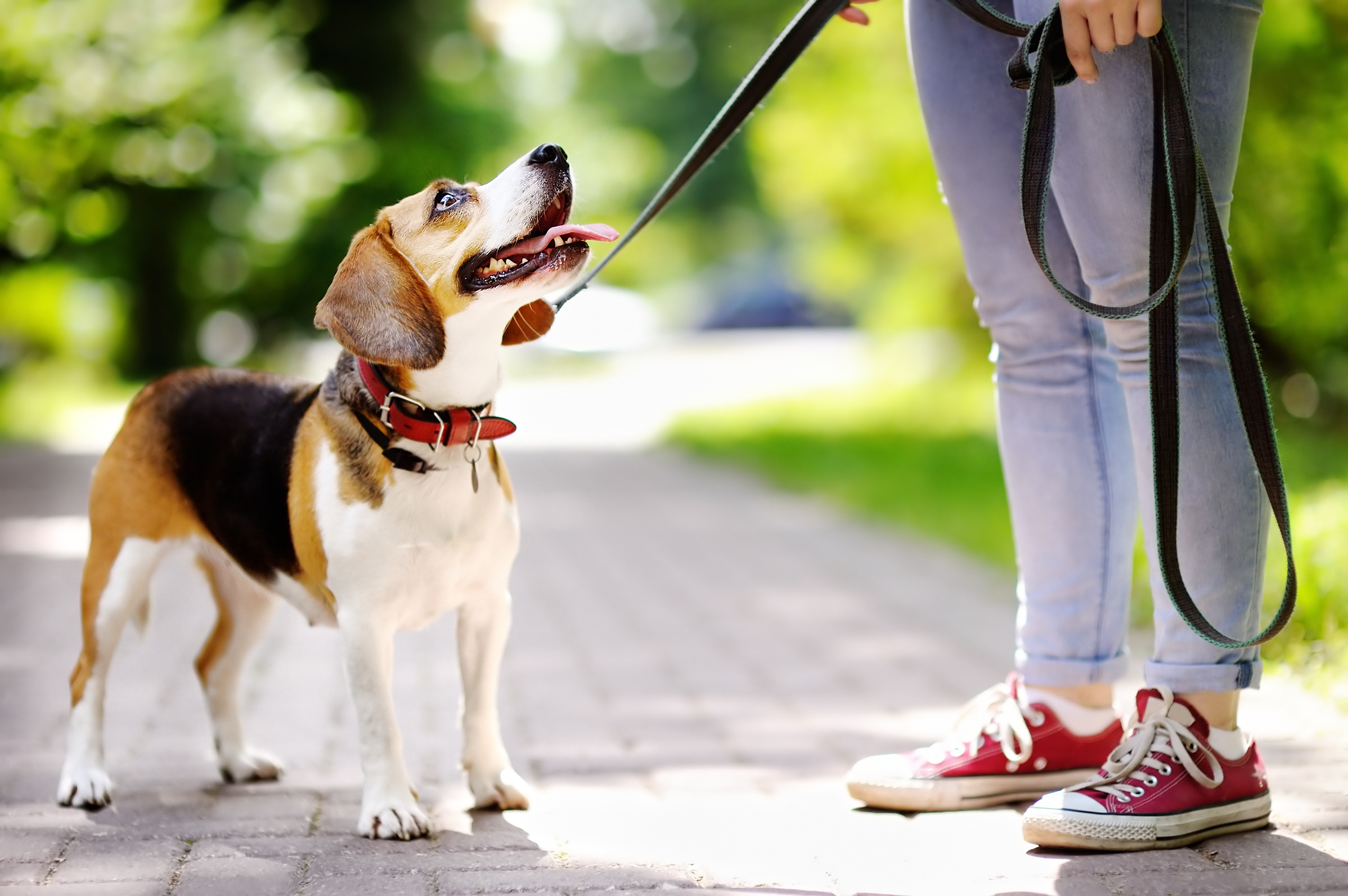 Schaap Handboek ontmoeten Wandelen met de hond - Wat is het beste voor mijn hond | zooplus