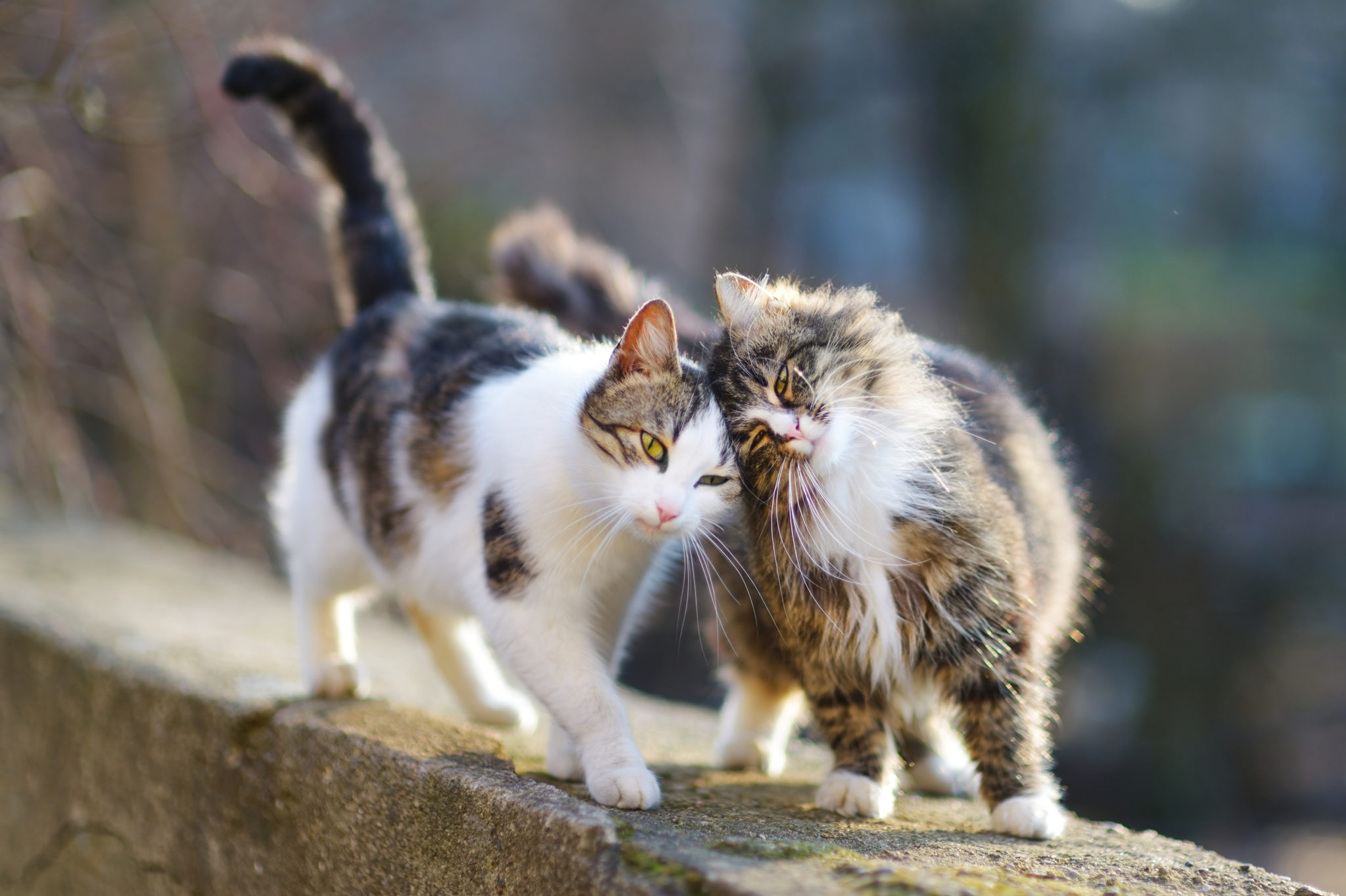 Twee liefkozende katten