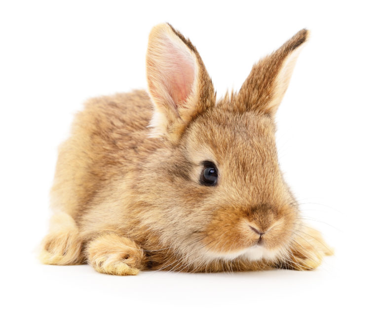 Minimaal Beperkingen middag Konijn in huis - Hier lees je alle informatie over konijnen | zooplus