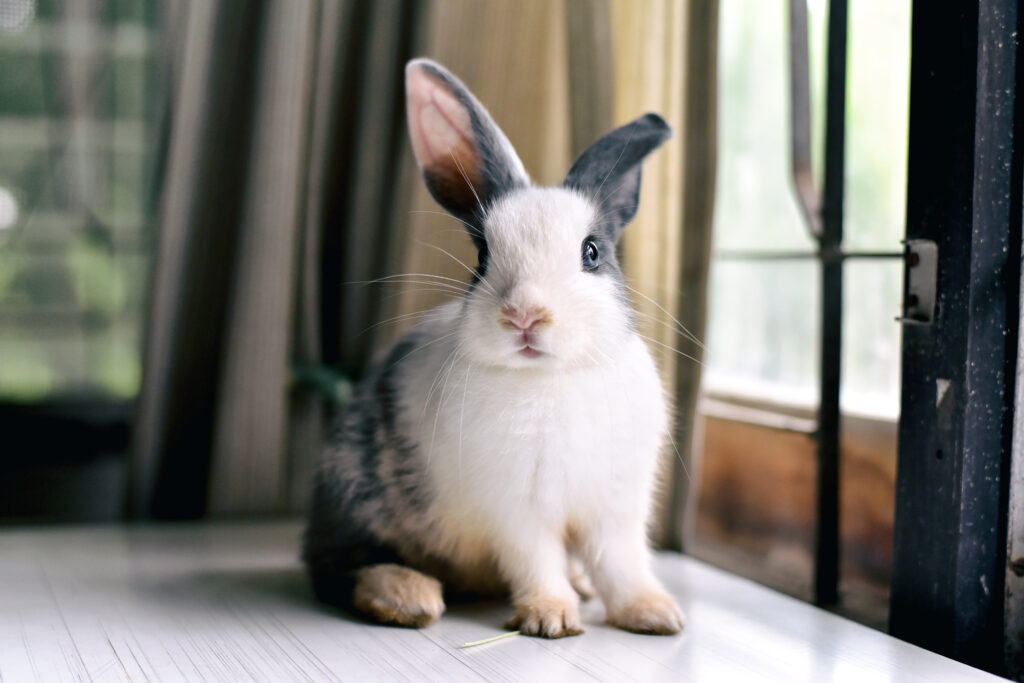 vaak belofte Algemeen Konijn in huis - Hier lees je alle informatie over konijnen | zooplus