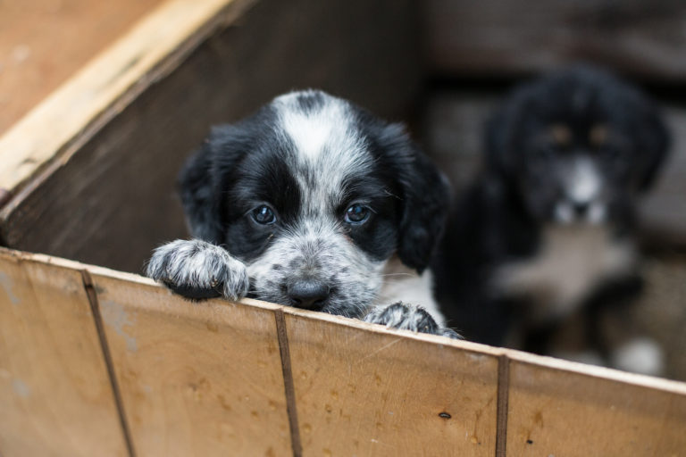 Lada Encyclopedie wees stil Een puppy adopteren uit het asiel - Waar moet ik opletten? | zooplus
