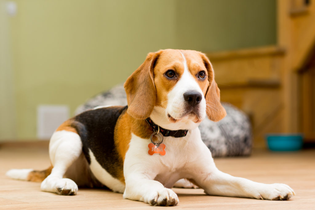 Beagle - Leer over dit hondenras | zooplus
