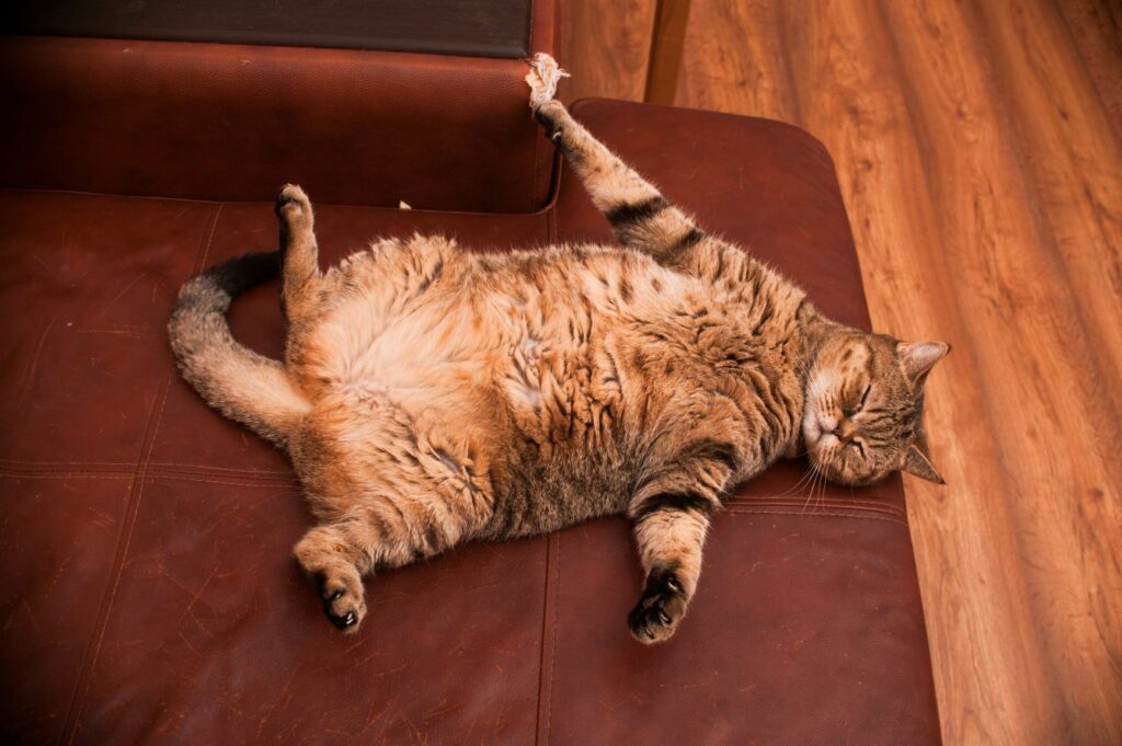 Tips schroef beddengoed Voer voor katten met overgewicht | zooplus Magazine