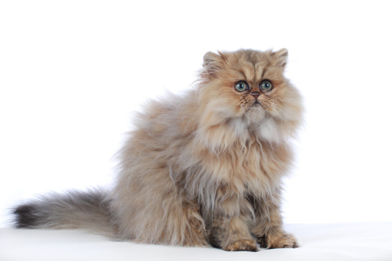 Metropolitan botsen hurken Perzische kat - Kom meer te weten over dit kattenras | zooplus
