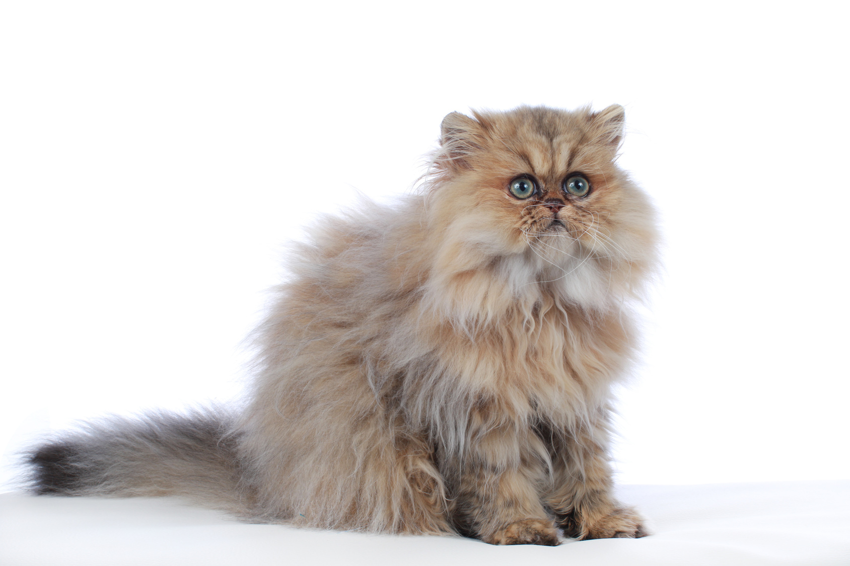 Perzische kat - meer weten over dit kattenras zooplus