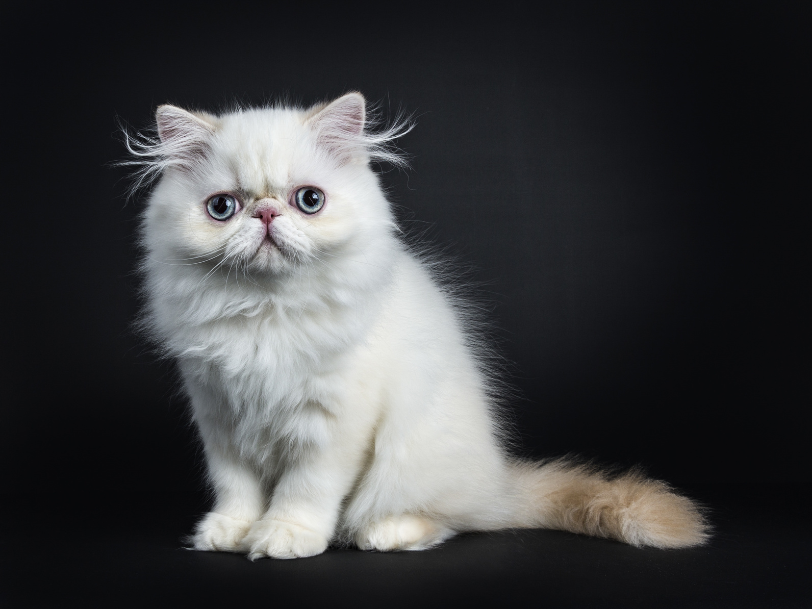 Metropolitan botsen hurken Perzische kat - Kom meer te weten over dit kattenras | zooplus