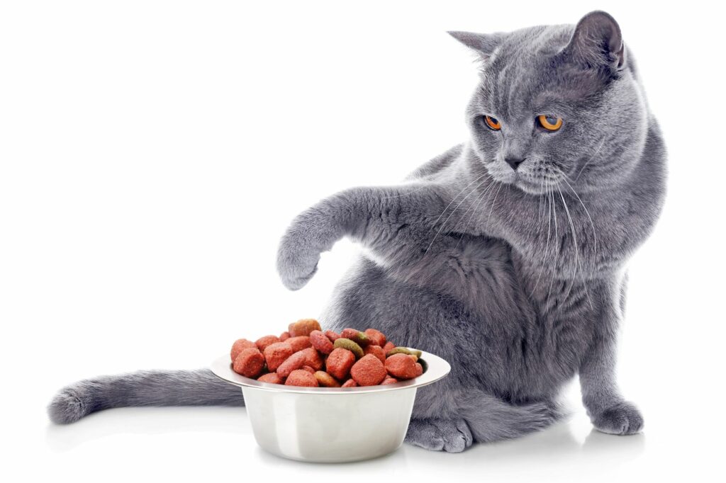 flexibel Bont Van storm Het voer van je kat wisselen: informatie en tips | zooplus Magazine