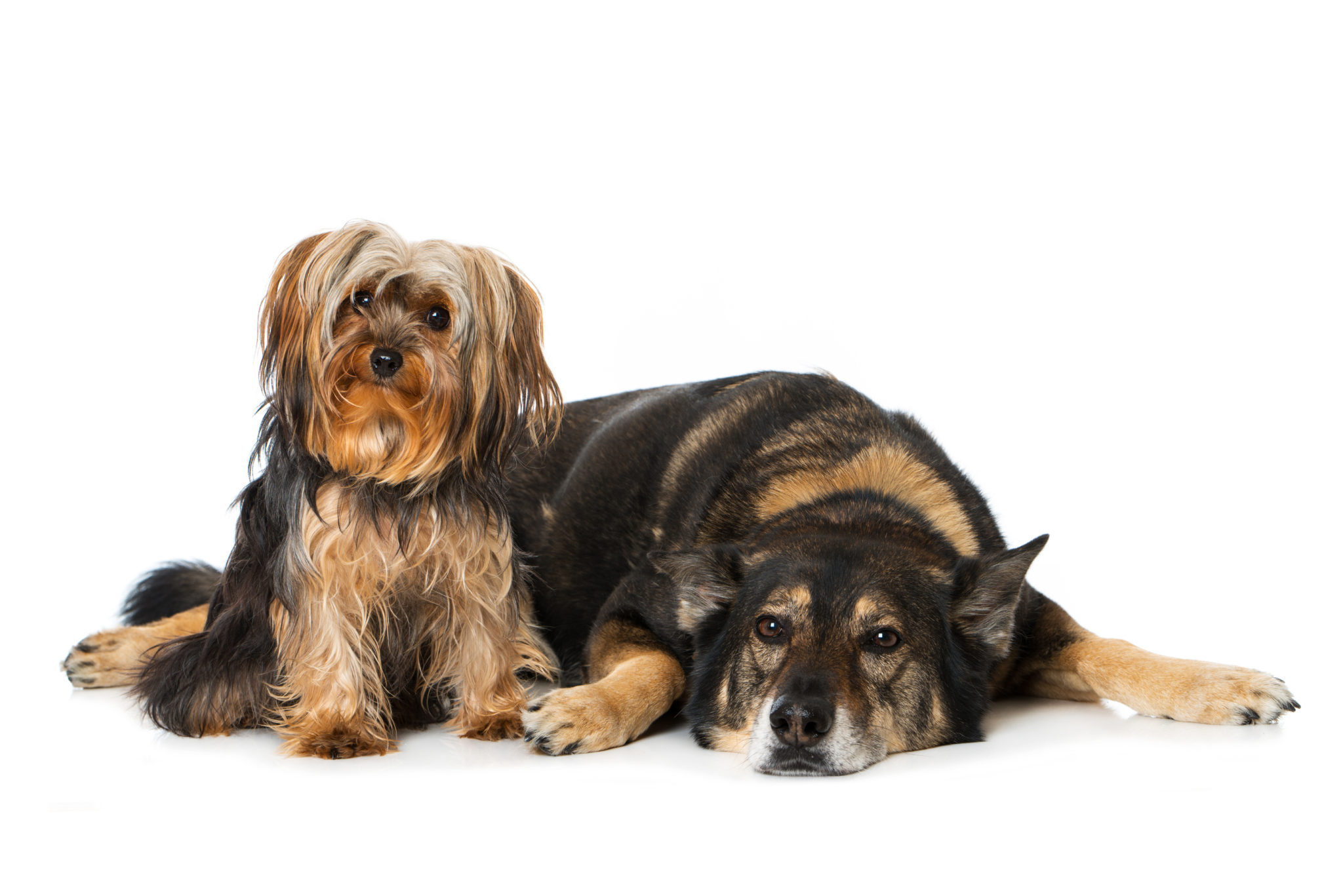 Stuwkracht studio Vervreemden Twee honden of meer in huis - Waar moet je rekening mee houden?