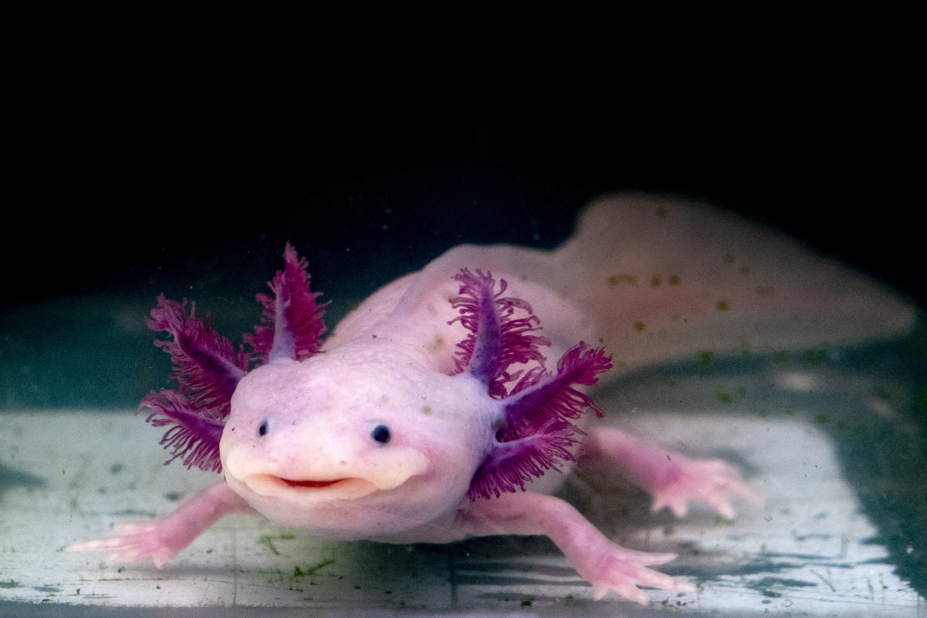 Daar Doe alles met mijn kracht Grof Axolotl: leer alles over deze Mexicaanse watersalamander | zooplus