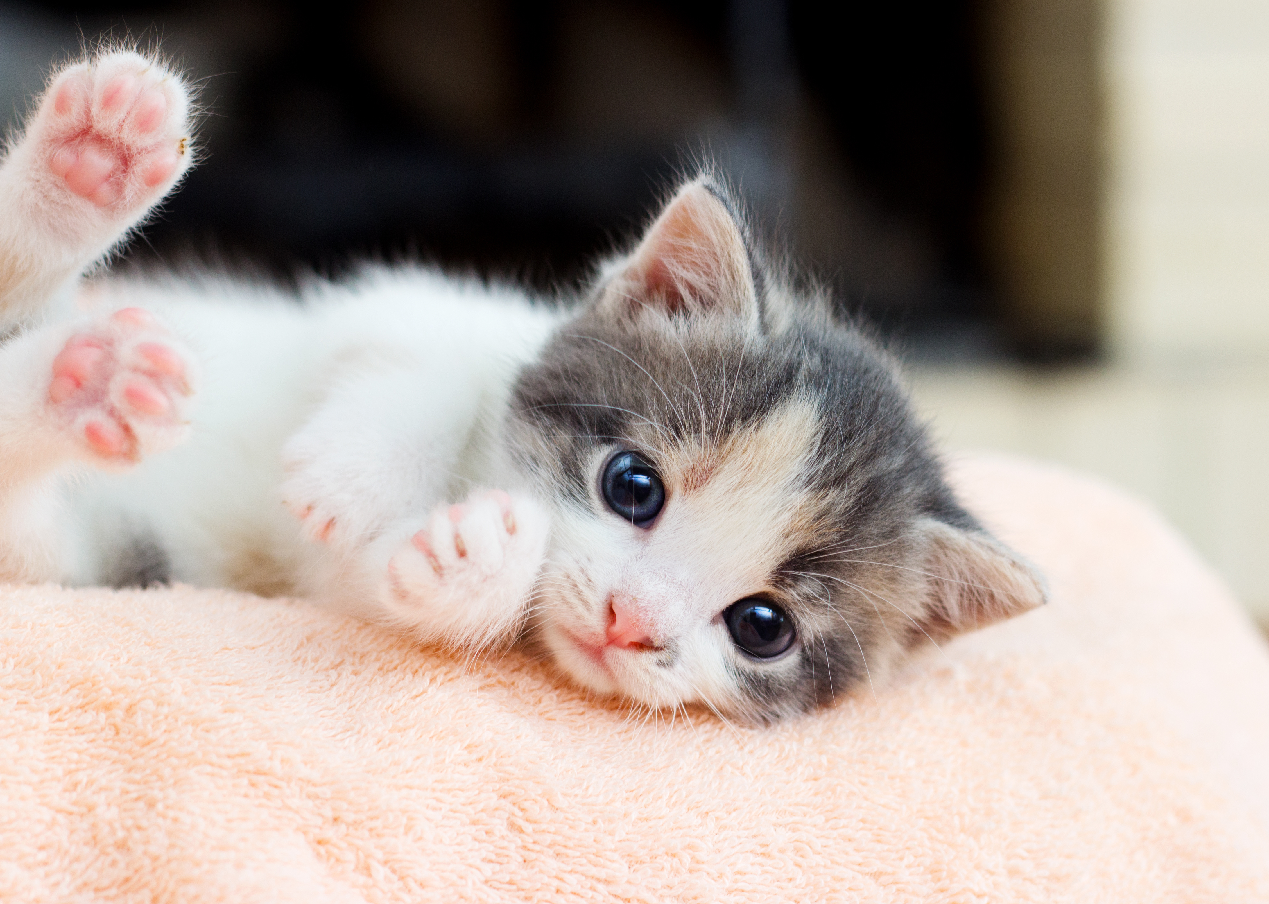 doorgaan Beneden afronden ethisch Kittens acclimatiseren – basisuitrusting en tips voor beginners | zooplus