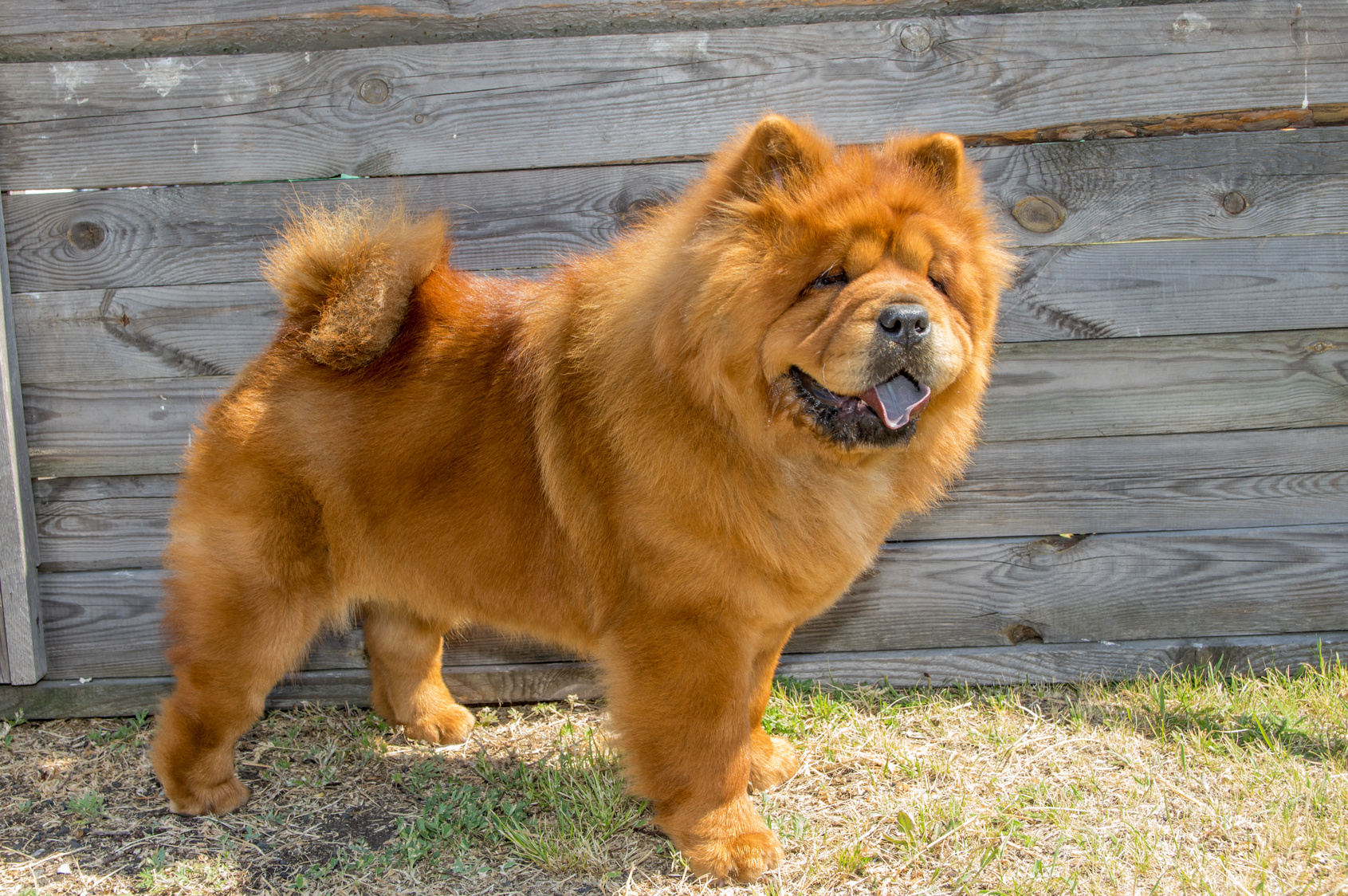 Chow-Chow - Lees alles over unieke hondenras