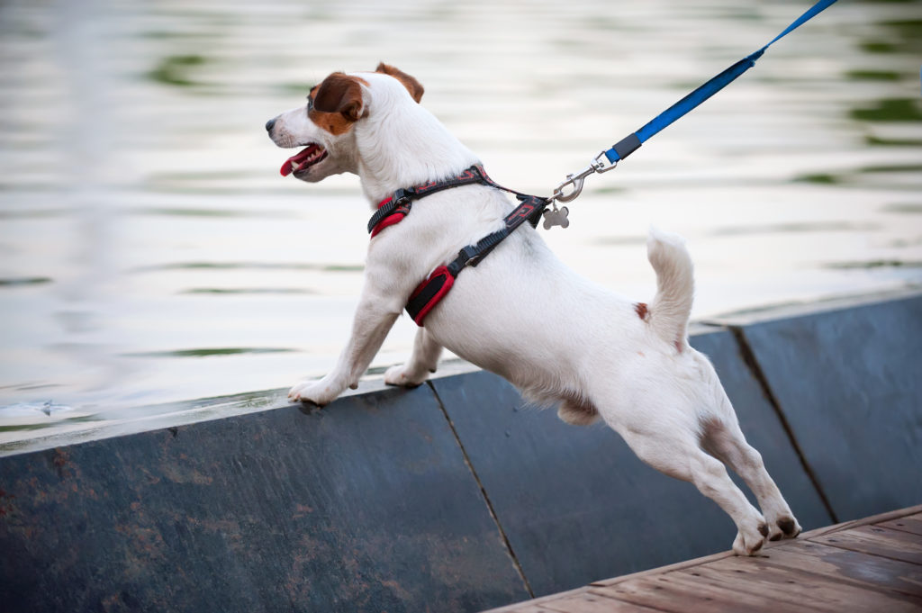 kloof gevolgtrekking vloeistof Hondenhalsband vs hondentuig: wat is beter? | zooplus