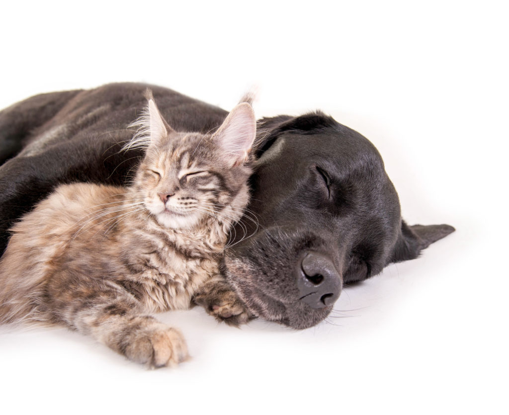 Afgeschaft In de meeste gevallen Eigenlijk Kunnen honden en katten samenleven? Ontdek het hier! | zooplus
