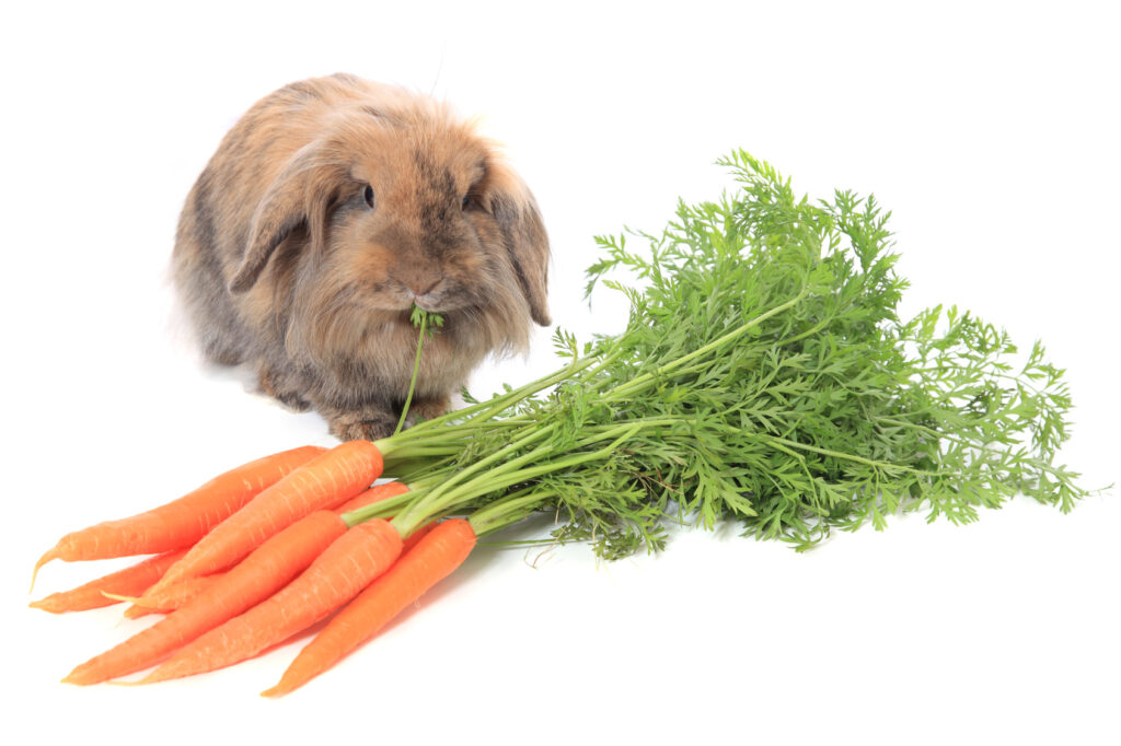 Systematisch formeel kaart Het juiste voer voor konijnen? - Welk voer is het beste? | zooplus