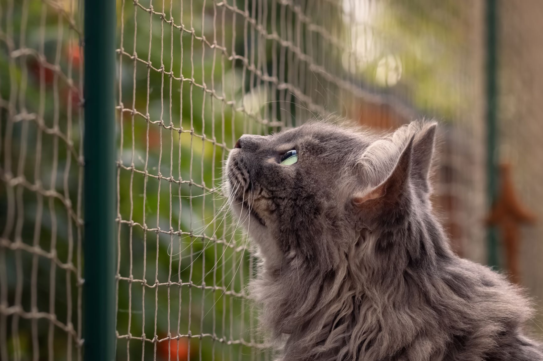 misdrijf Overtreffen Goed gevoel Een veilig balkon voor jouw kat | zooplus Magazine