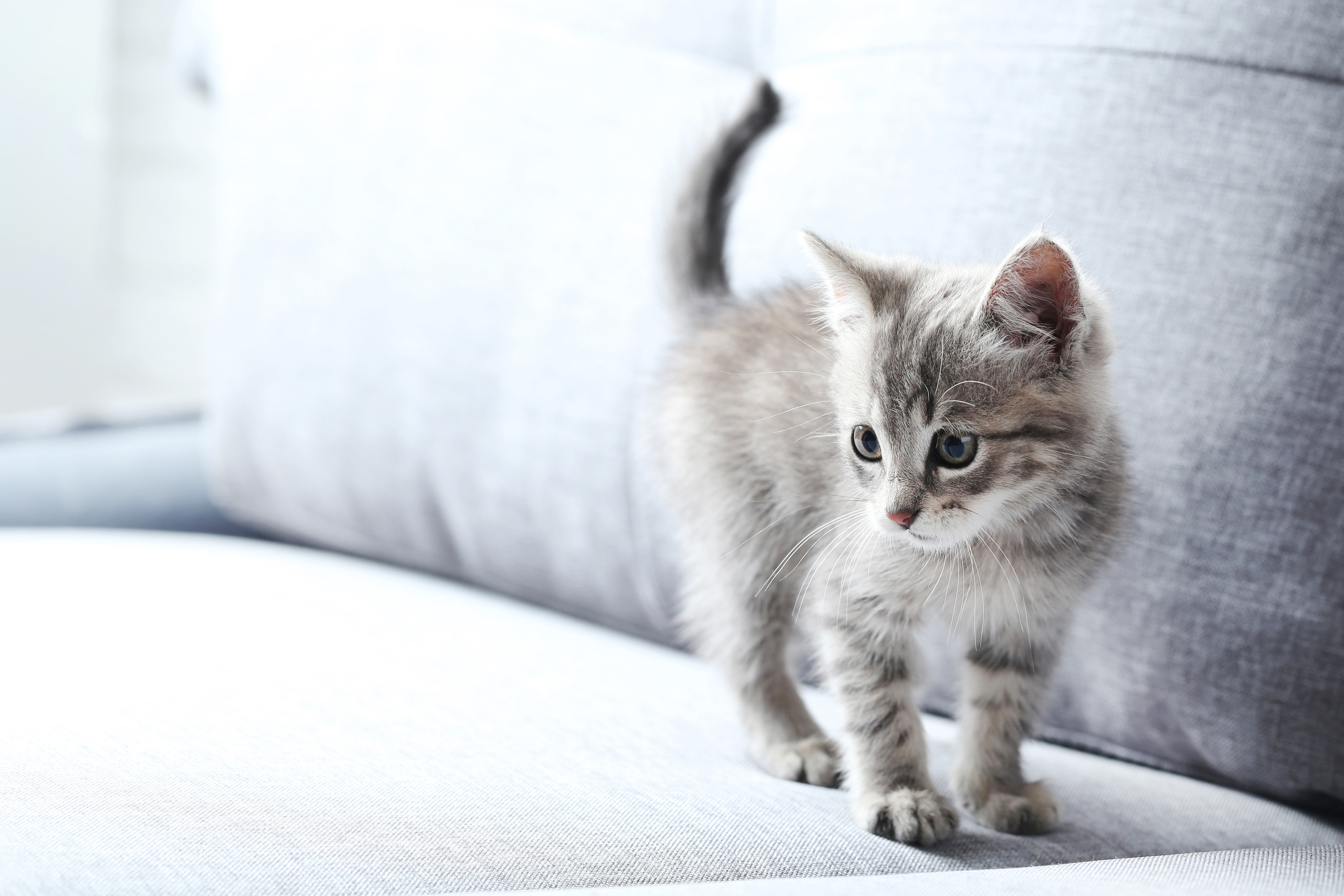Resistent Portaal Componist Geslacht van een kitten bepalen: waar moet ik op letten? | zooplus