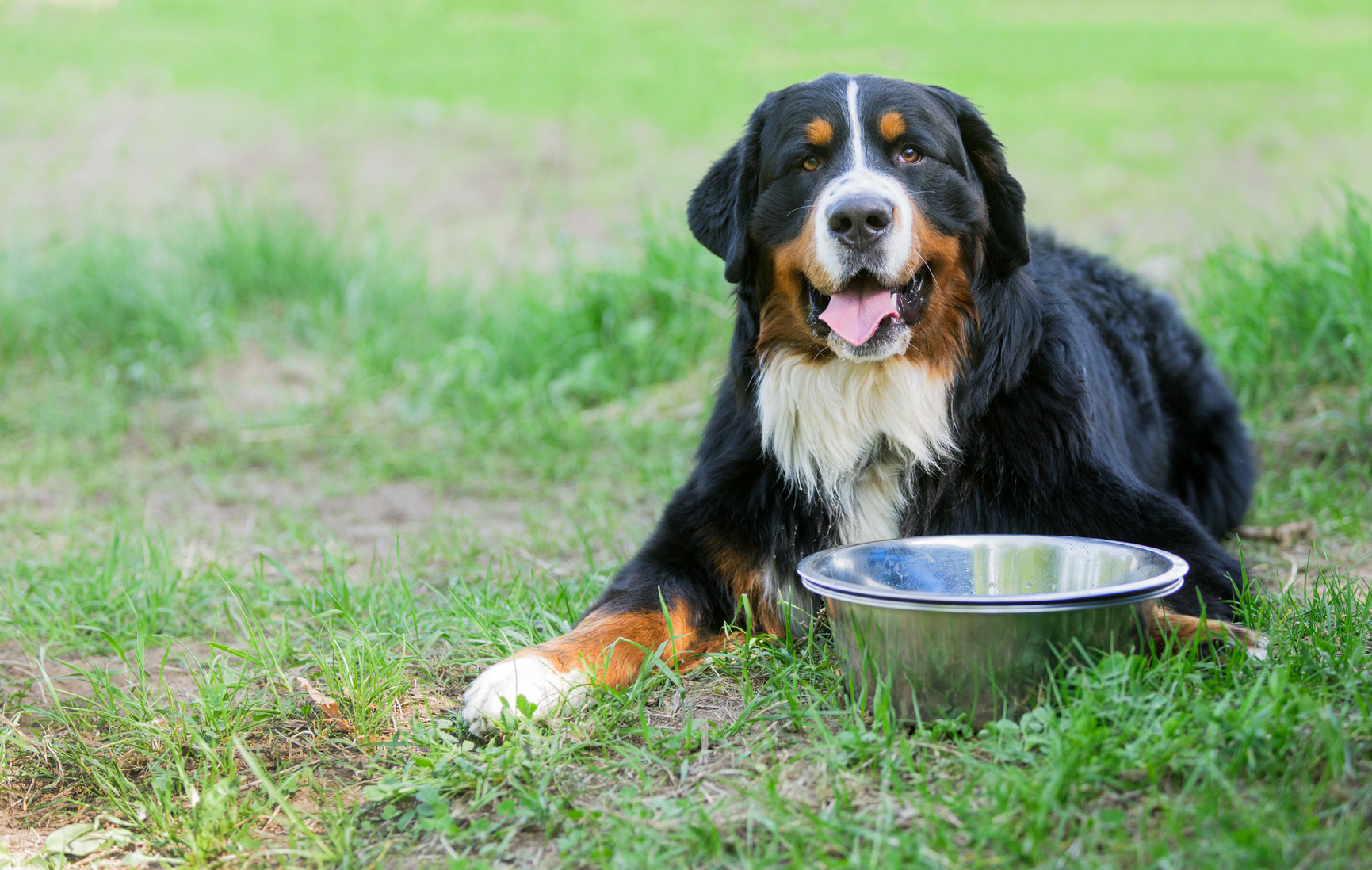 Weggelaten capsule Onvergetelijk Voeding voor de Berner sennenhond: wat is het juiste voer? | zooplus