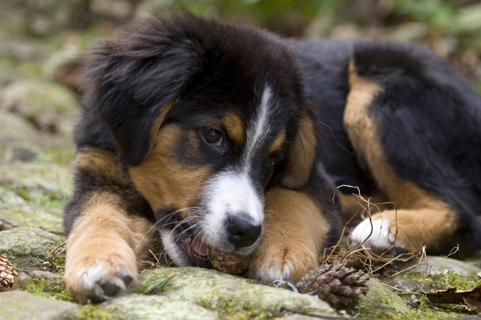 voeding berner sennenhond