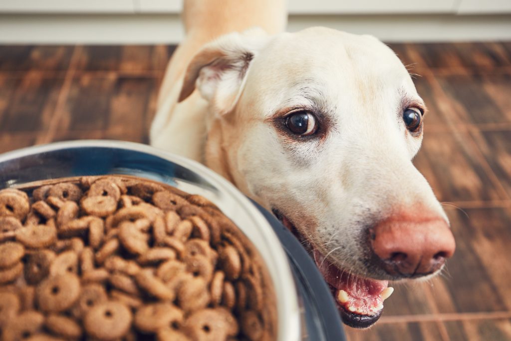 Laptop Beoordeling hoeveelheid verkoop Hondenvoer met veel vlees: ontdek hoogwaardig hondenvoer | zooplus