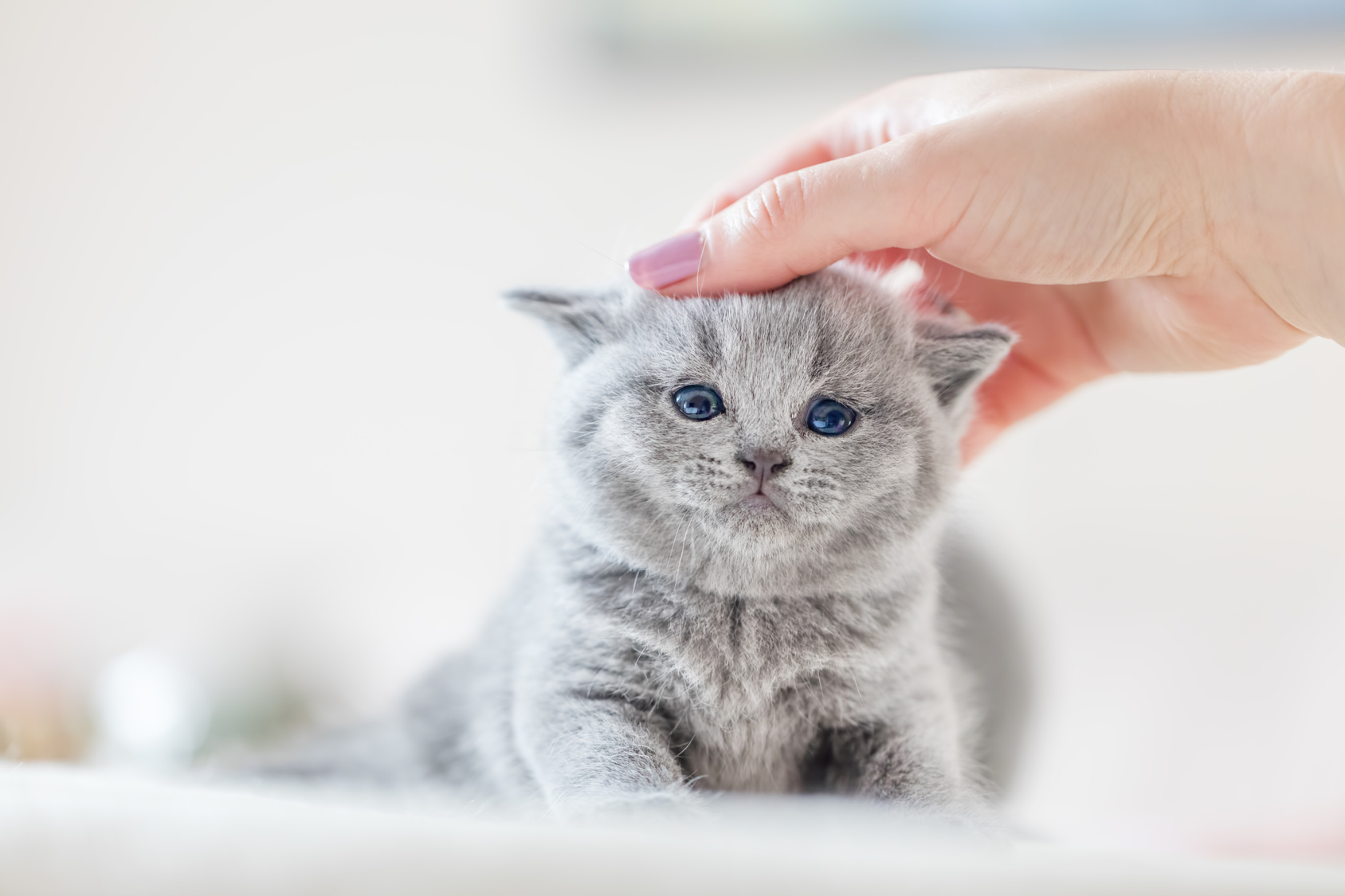 Havoc moeder zien Kittens ontwormen: hoe doe je dit op een professionele manier? | zooplus