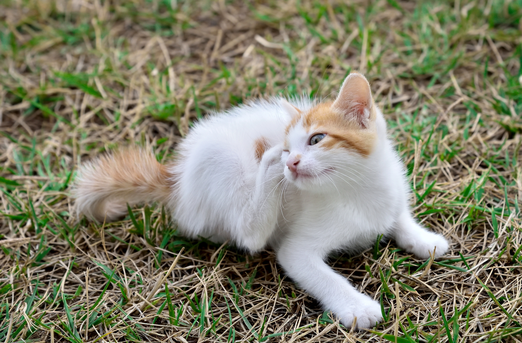 Vacht- en huidaandoeningen bij katten