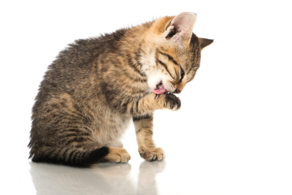 Volgen kasteel Verminderen Vacht- en huidaandoeningen bij katten: wat zijn de symptomen? | zooplus