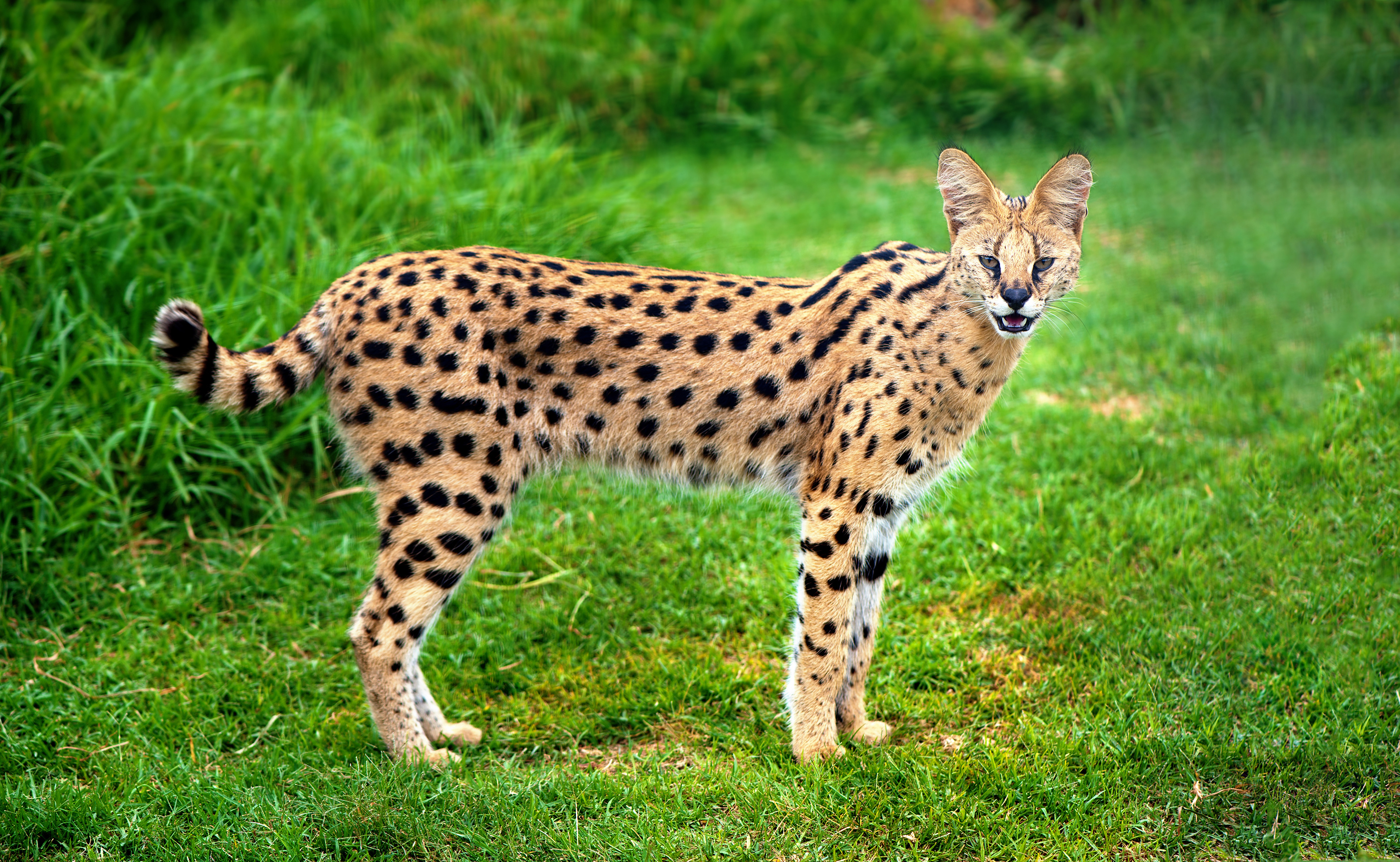 Wijzer Doe voorzichtig heilig Serval kat - Lees hier alles over de voorvader van de Savannah | zooplus