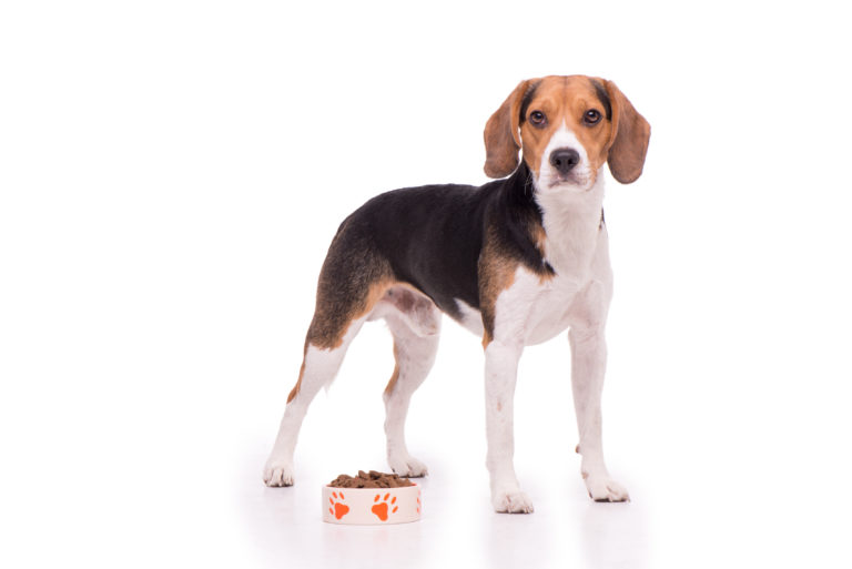 Voeding voor de Beagle