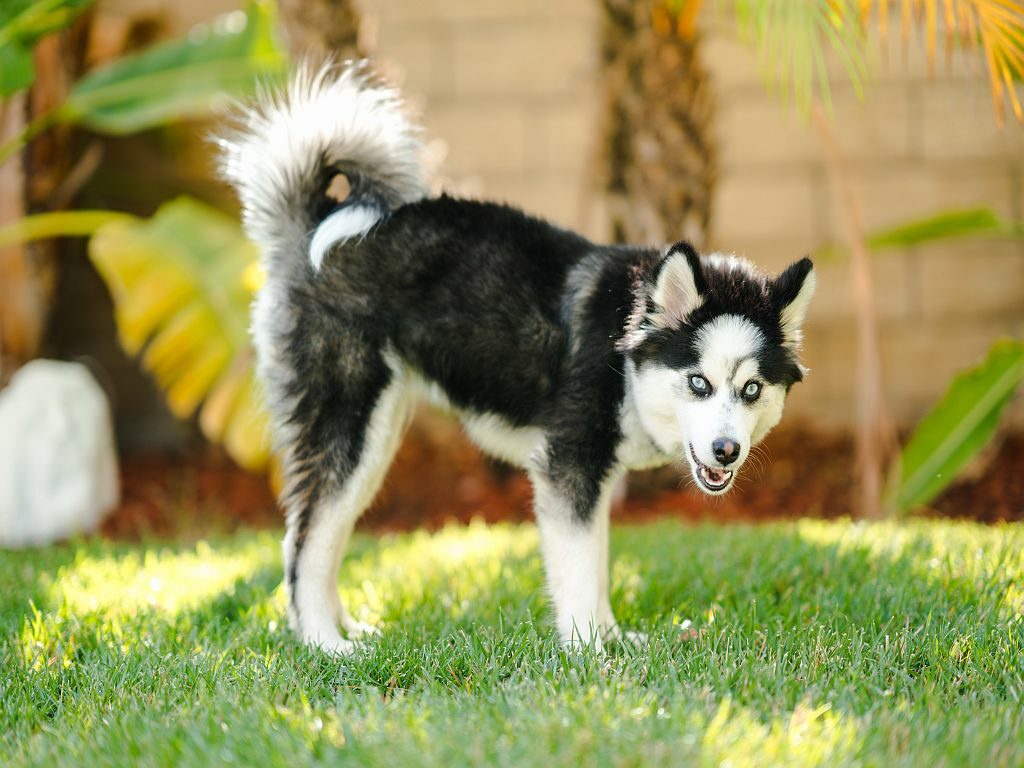 Uitgelezene Pomsky - Lees alles over dit prachtige hondenras | zooplus MU-78